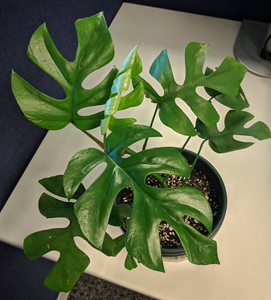 Рафидофора низбегающая