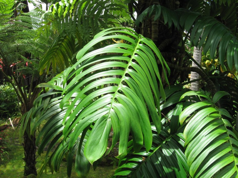 Монстера Минима Рафидофора