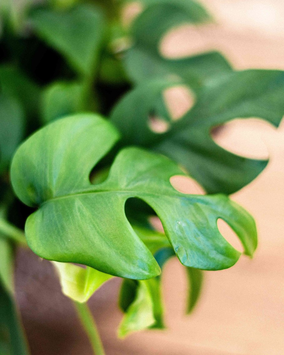 Рафидофора Минима