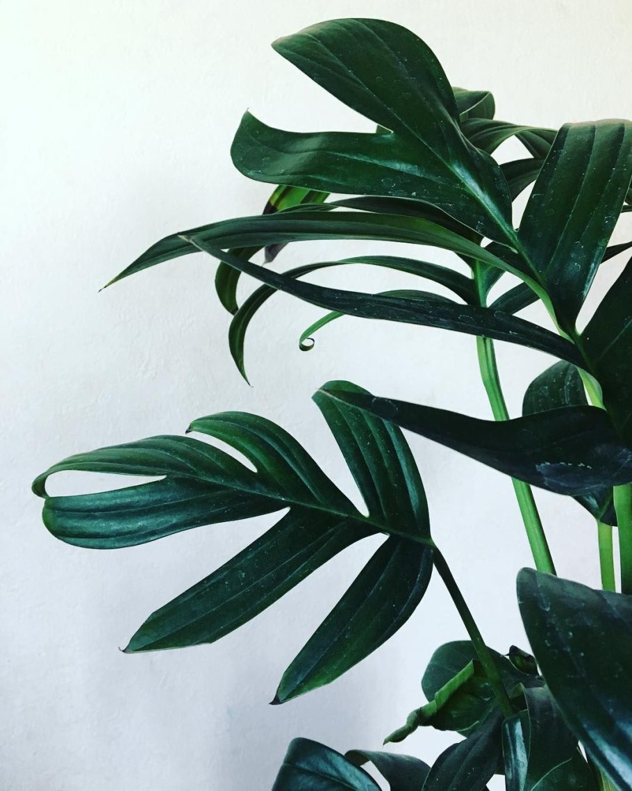 Rhaphidophora celatocaulis