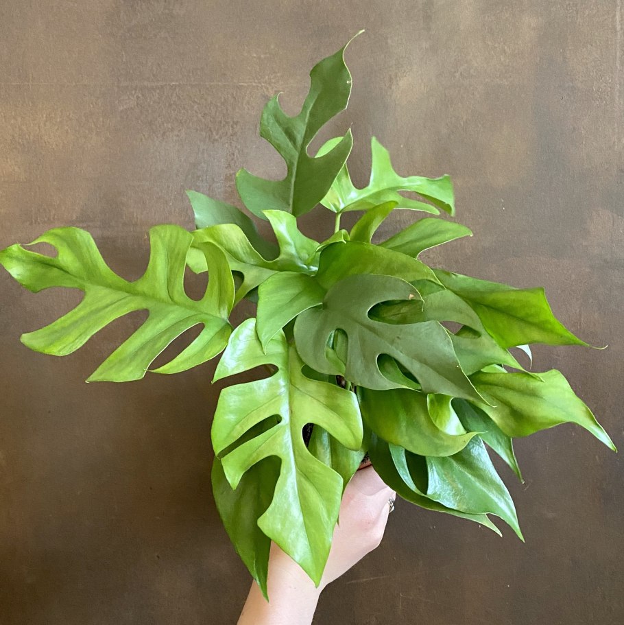 Филодендрон minima