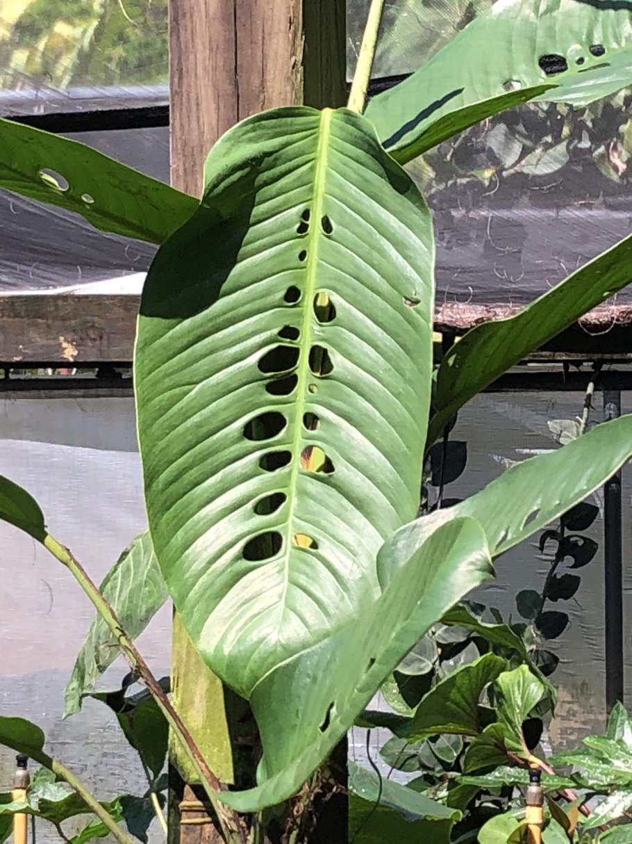 Филодендрон Рафидофора