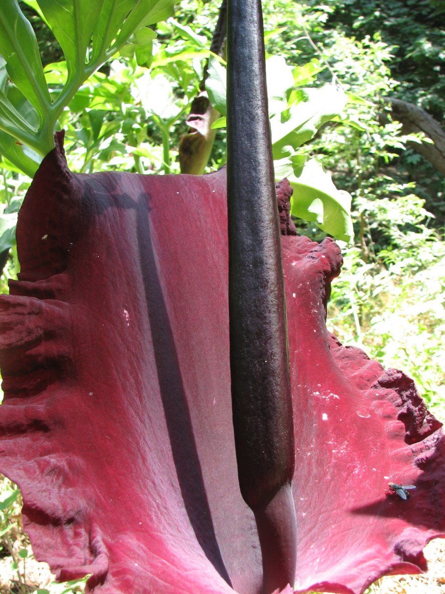 Аронник обыкновенный dracunculus vulgaris
