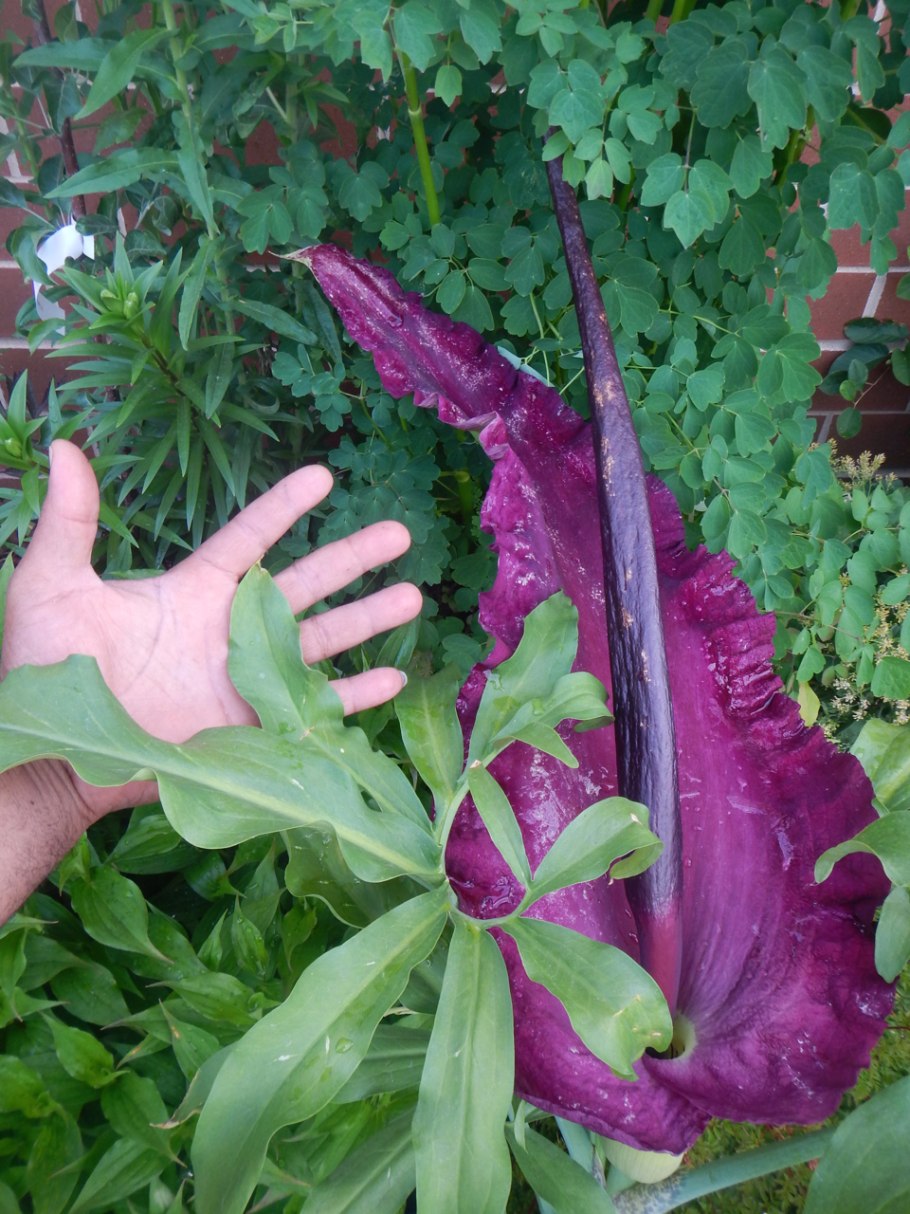 Дракункулюс vulgaris