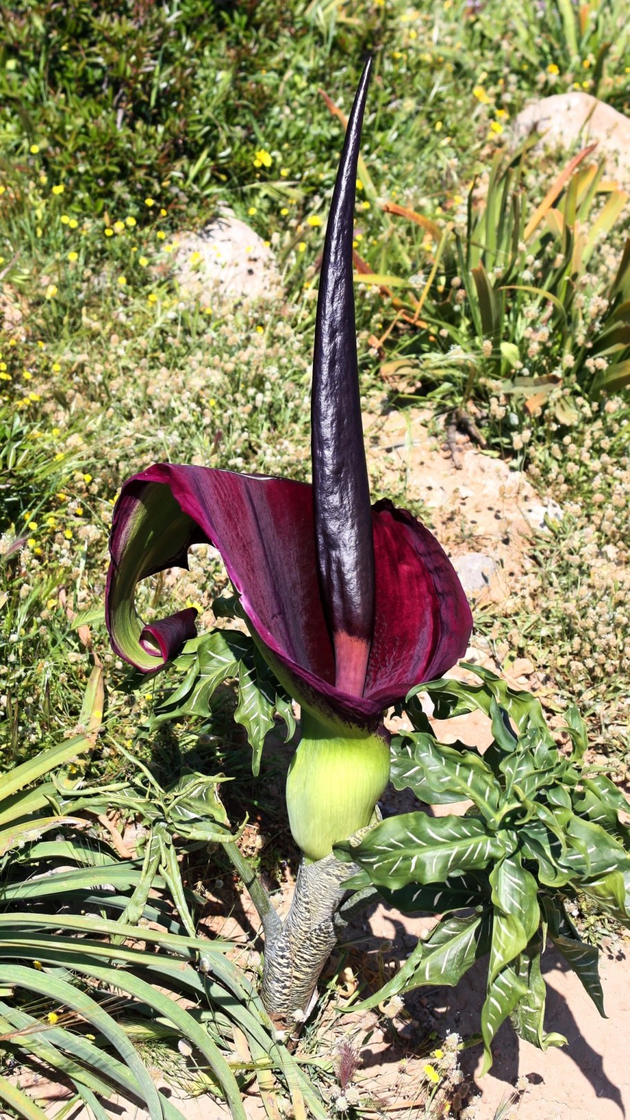Dracunculus-Drachenwurz vulgaris