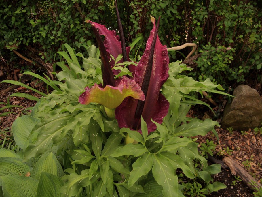 SMARTSEEDS - dracunculus vulgaris - Voodoo .