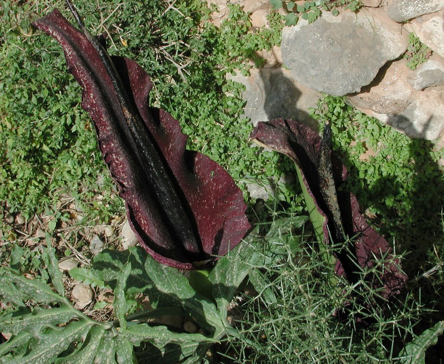Дракункулюс vulgaris паразит