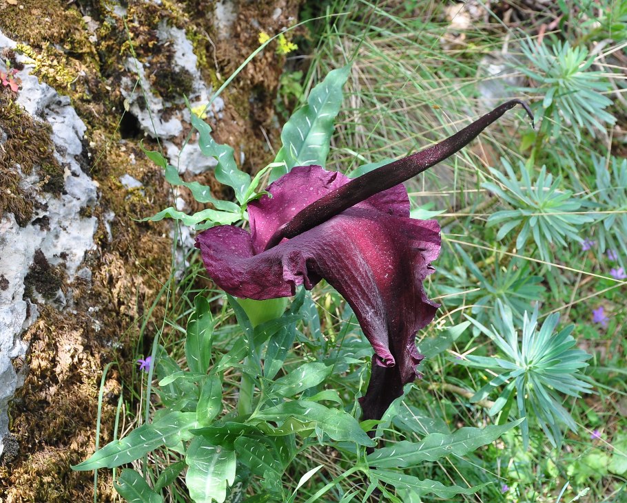 Аронник обыкновенный dracunculus vulgaris