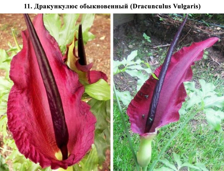 Аронник драгон
