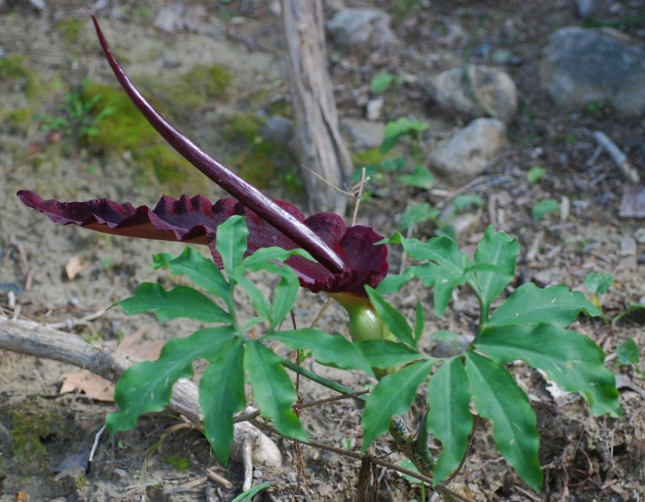 Dracunculus-Drachenwurz vulgaris