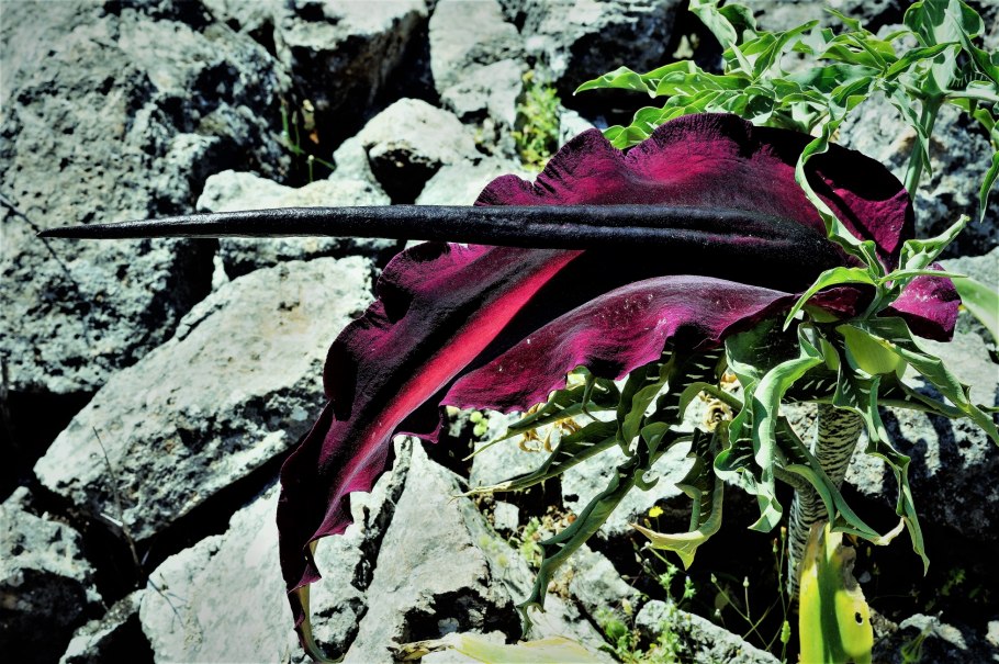 Аронник обыкновенный dracunculus vulgaris