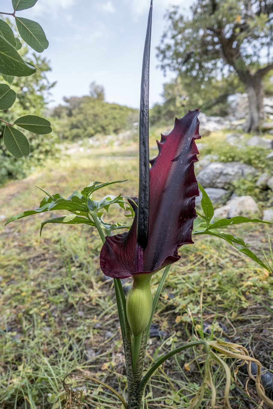Аронник обыкновенный dracunculus vulgaris