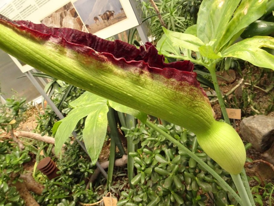 Аронник обыкновенный dracunculus vulgaris
