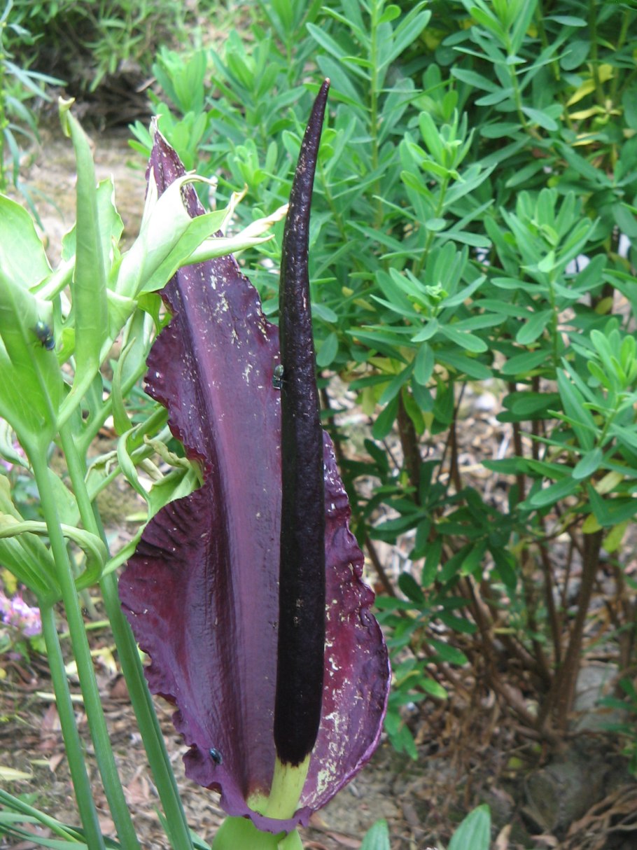 Дракункулюс vulgaris паразит