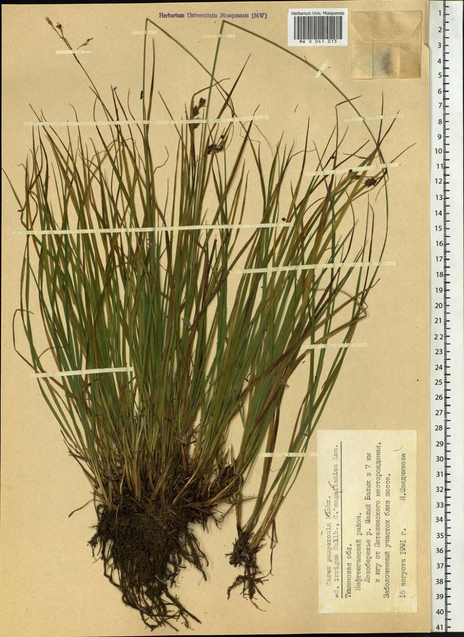 Carex oshimensis