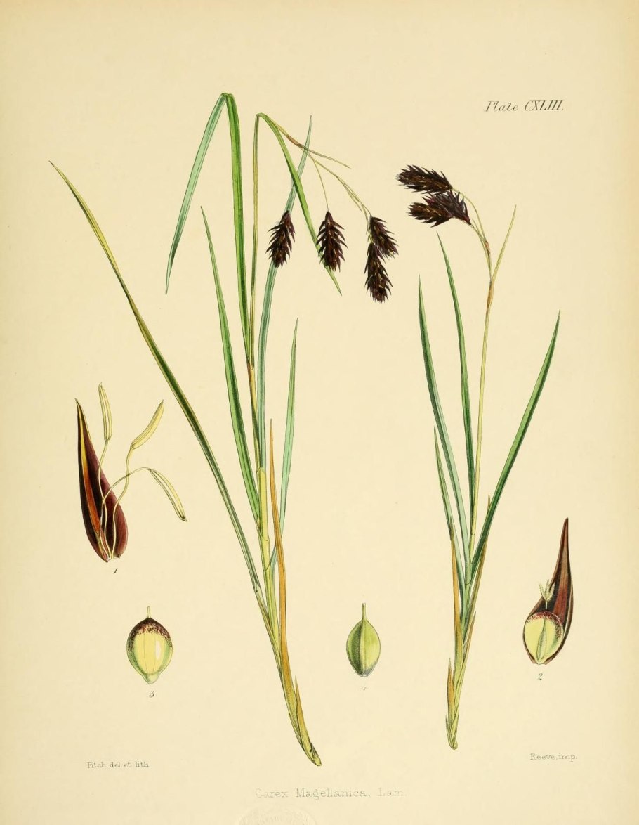 Carex paupercula