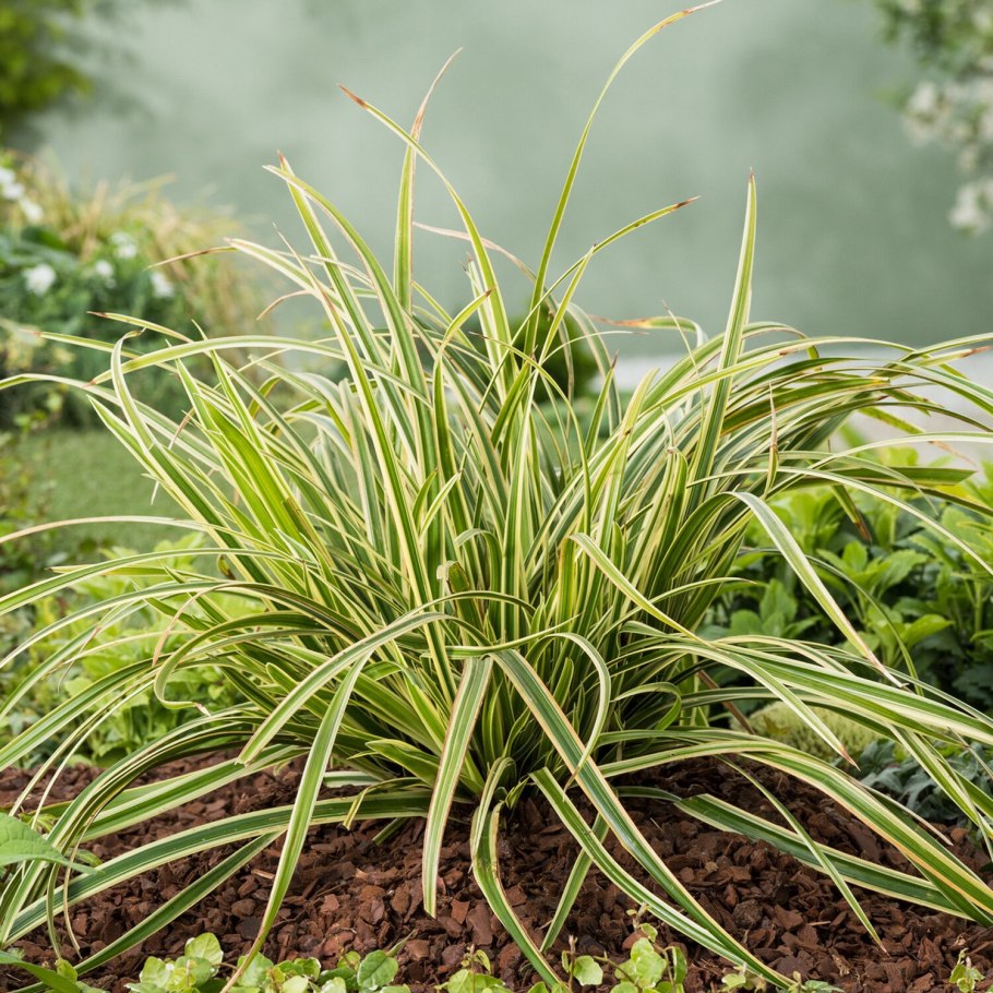 Осока дернистая Carex cespitosa