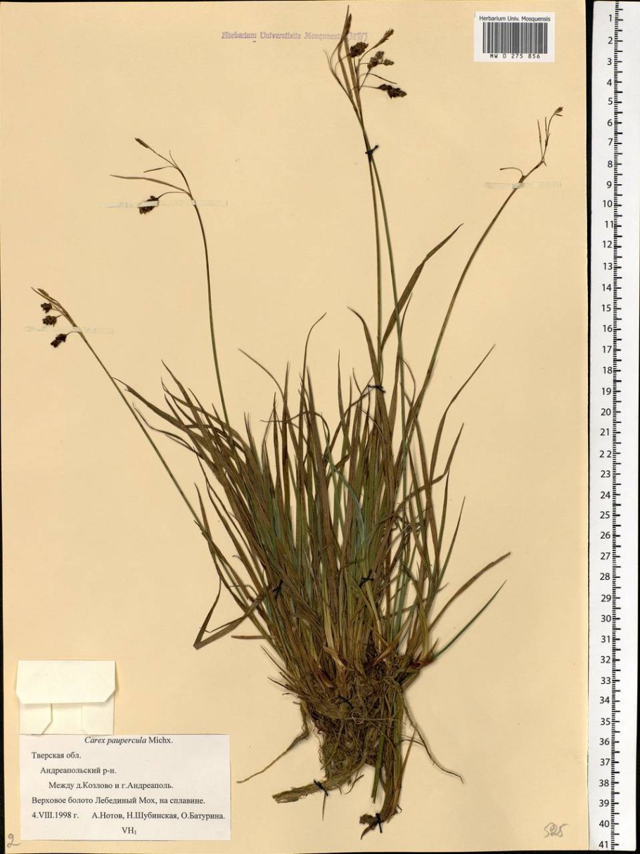 Осока Морроу 'variegata'