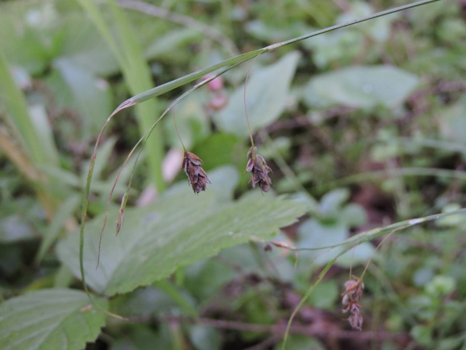 Осока заливная Carex magellanica