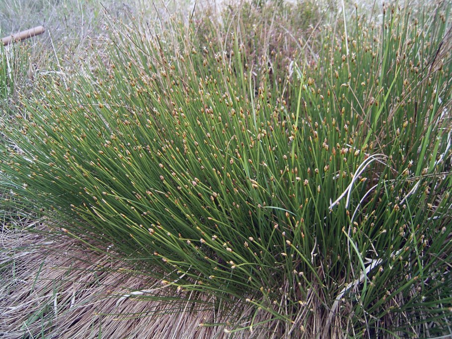 Осока трясунковая - Carex brizoides гербарий