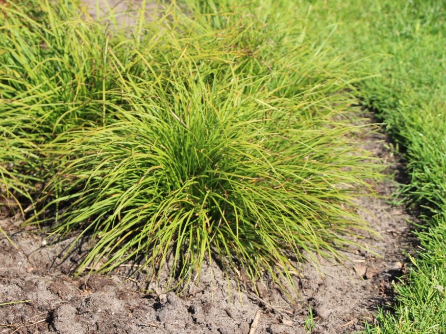 Carex Montana Осока Montana