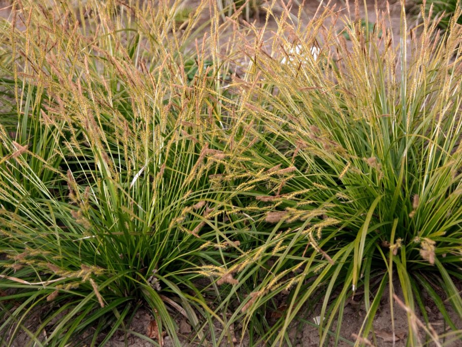 Осока Арнелла (Carex arnellii)