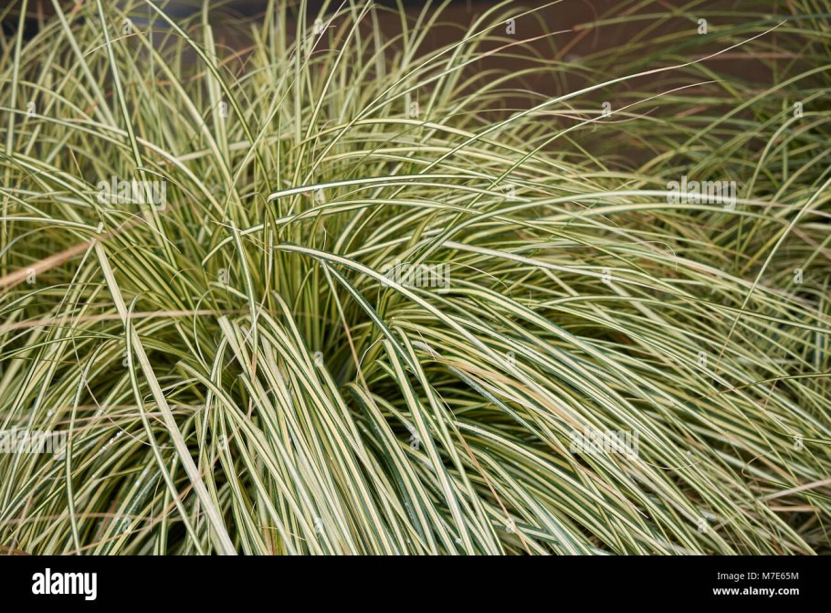 Осока болотолюбивая