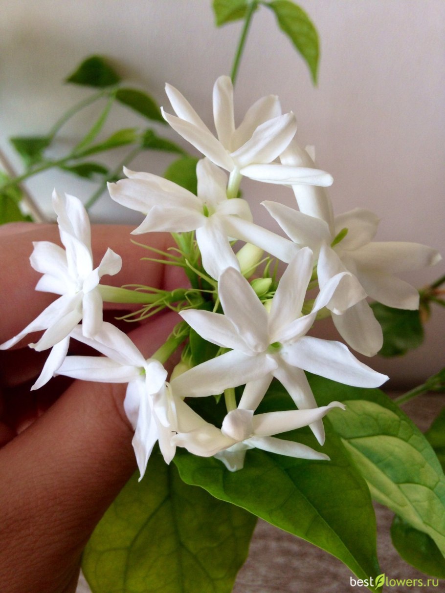 Жасмин самбак Jasminum Sambac