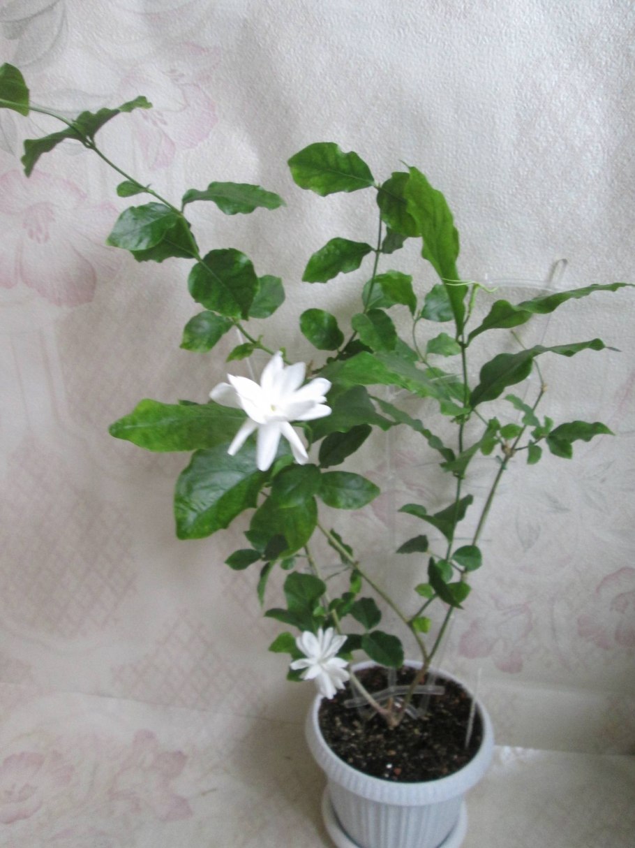 Голландский Жасмин комнатный