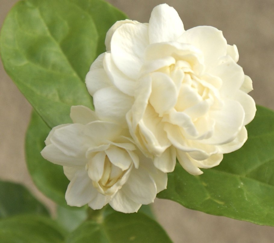 Жасмин самбак Jasminum Sambac