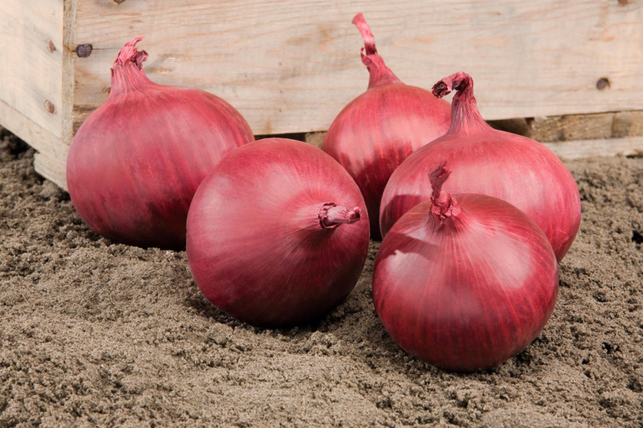 Широколистный китайский лук