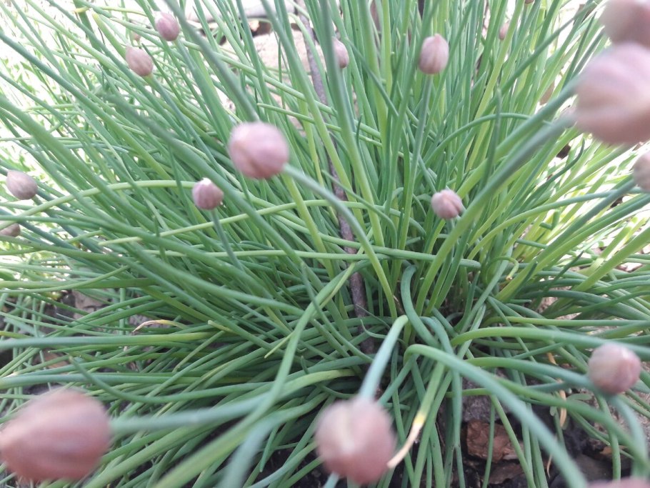 Лук скорода батун