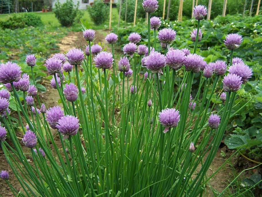 Лук шнитт (Allium schoenoprasum)
