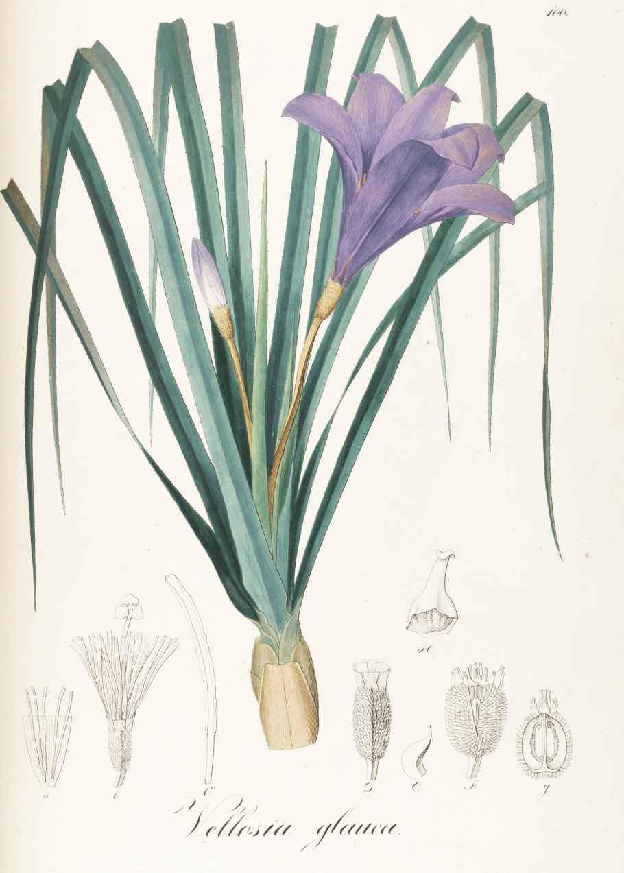 Бразилия Веллозия Лилейные растения