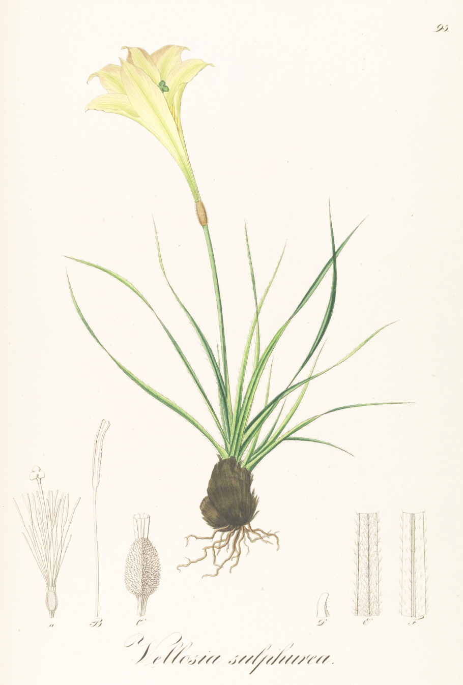 L.fricii albiflora(Viesca SLP)