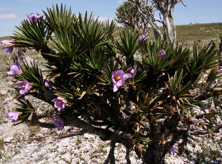 Xerophyta retinervis