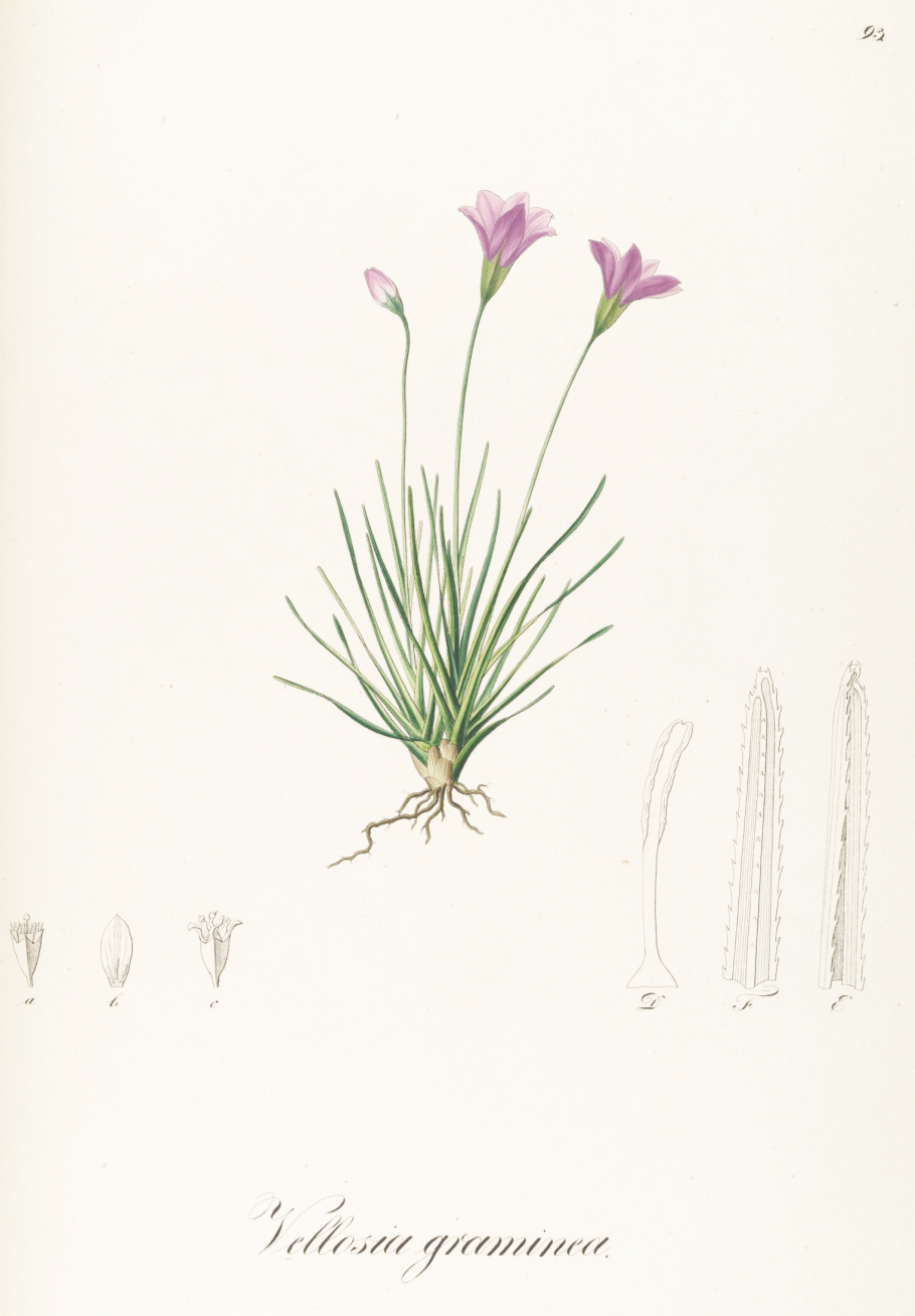 Веллозия растение