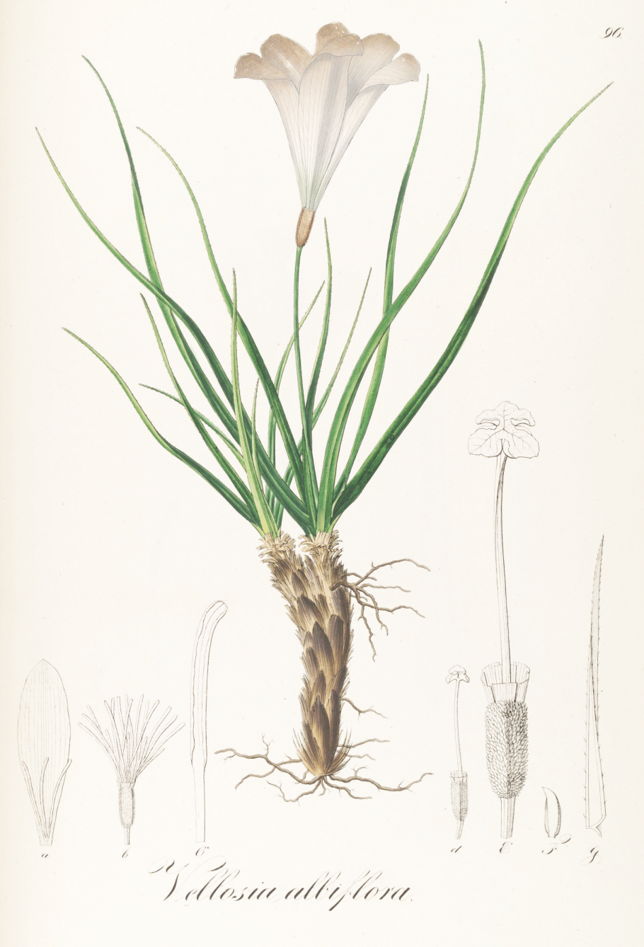 Xerophyta retinervis