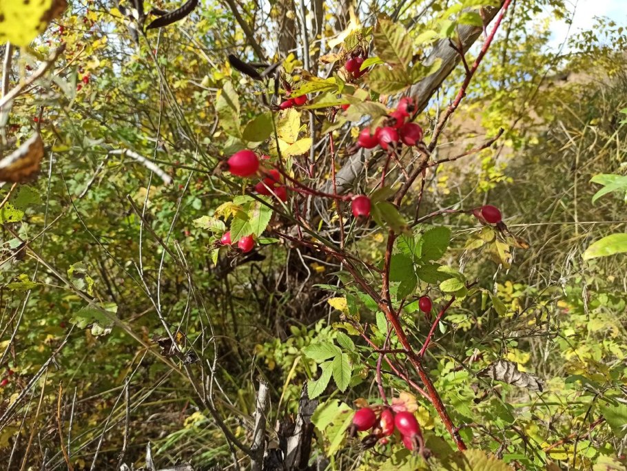 Шиповник Мичуринский