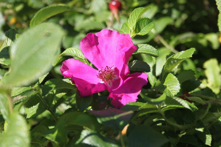 Роза ругоза изгородь