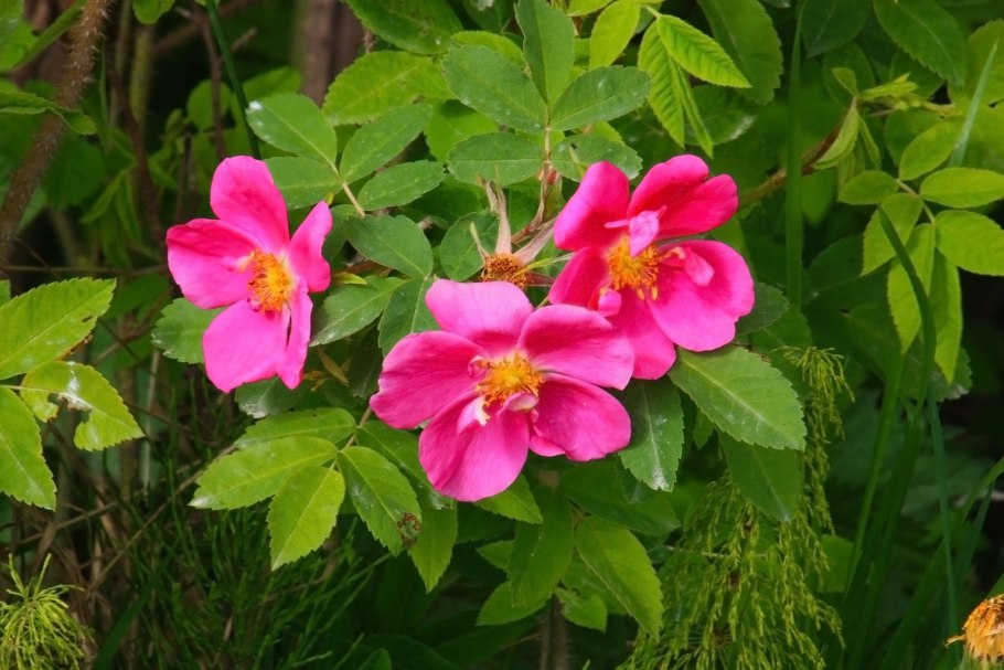 Роза собачья Rosa Canina