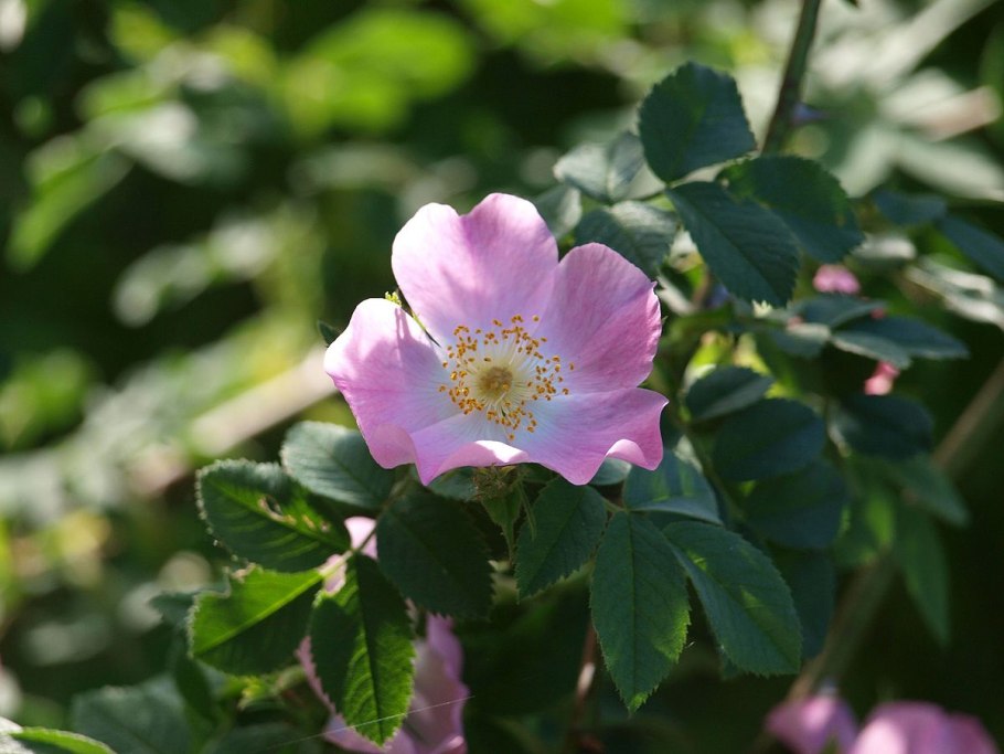 Шиповник повислый фото