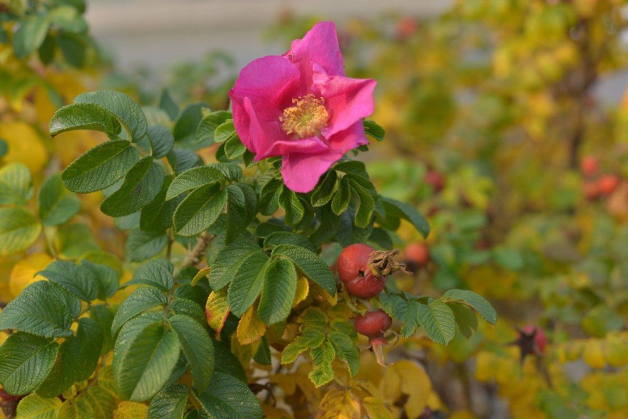 Шиповник Альпийский (Rosa Alpina)