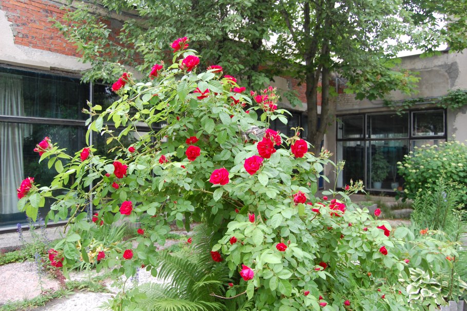 Шиповник Майский ботаника