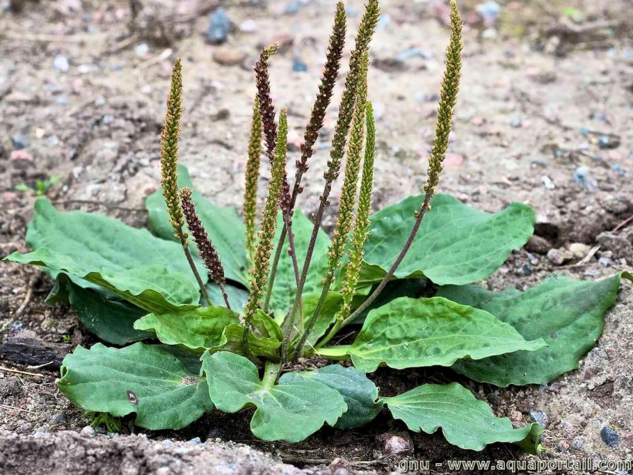 Подорожник средний Plantago Media