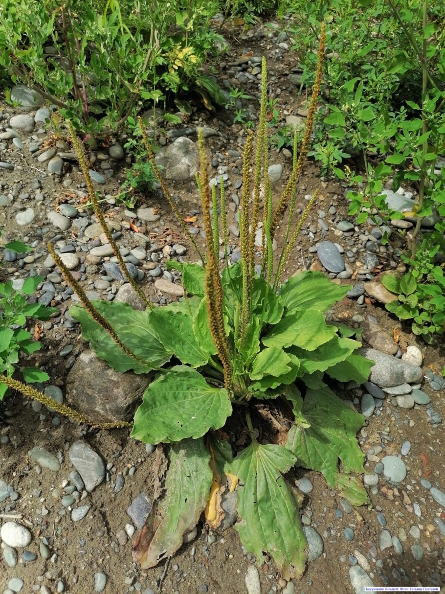Подорожник тонкоколосый (Plantágo tenuiflora Waldst. Et Kit.)