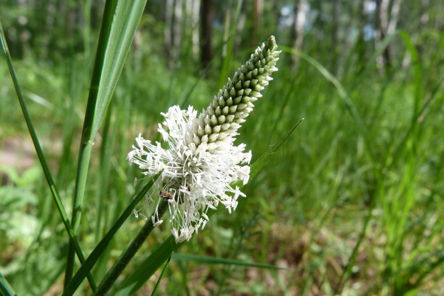 Подорожник ланцетолистный Plantago lanceolata