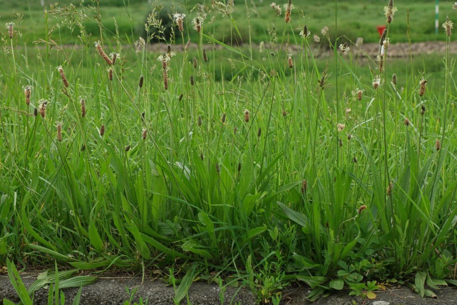 Юнкус лебеслок