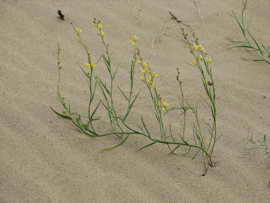 Подорожник ланцетолистный