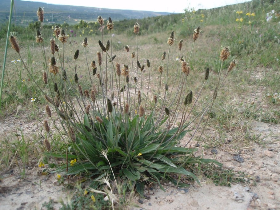 Подорожник солончаковый